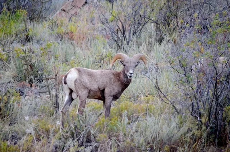 Bighorn sheep on canyon cliffs